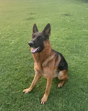 Photo - Purebred German Shepherd Male Puppy with Champion Lineage