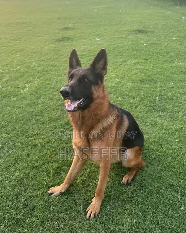 Purebred German Shepherd Male Puppy with Champion Lineage