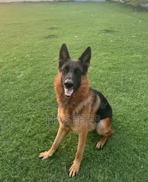 Purebred German Shepherd Male Puppy with Champion Lineage