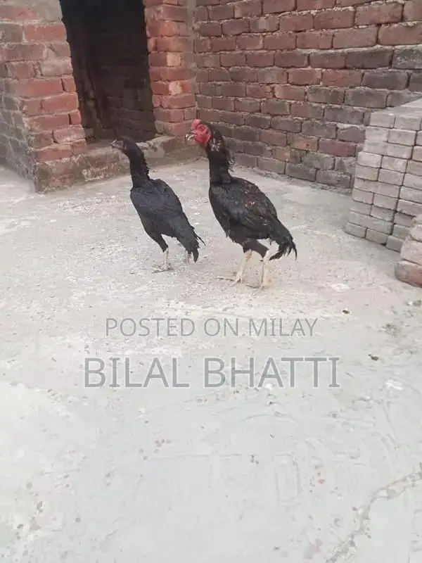 High-Quality Aseel Rooster Pair - Mature 8-Month-Old Chickens