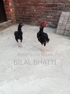 High-Quality Aseel Rooster Pair - Mature 8-Month-Old Chickens