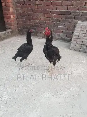 High-Quality Aseel Rooster Pair - Mature 8-Month-Old Chickens