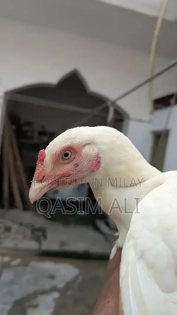 White Paper Madi Chicken Feed Supplement for Poultry Nutrition