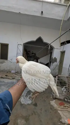 White Paper Madi Chicken Feed Supplement for Poultry Nutrition