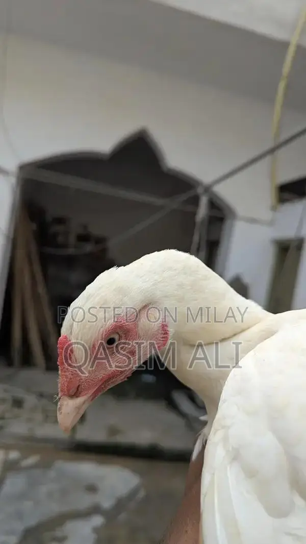 White Paper Madi Chicken Feed Supplement for Poultry Nutrition