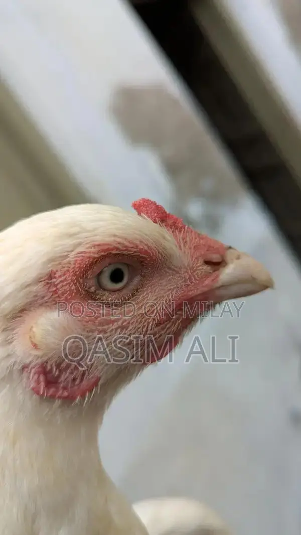 White Paper Madi Chicken Feed Supplement for Poultry Nutrition