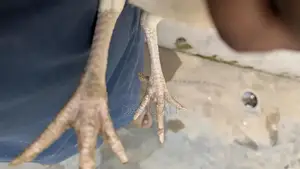 White Paper Madi Chicken Feed Supplement for Poultry Nutrition