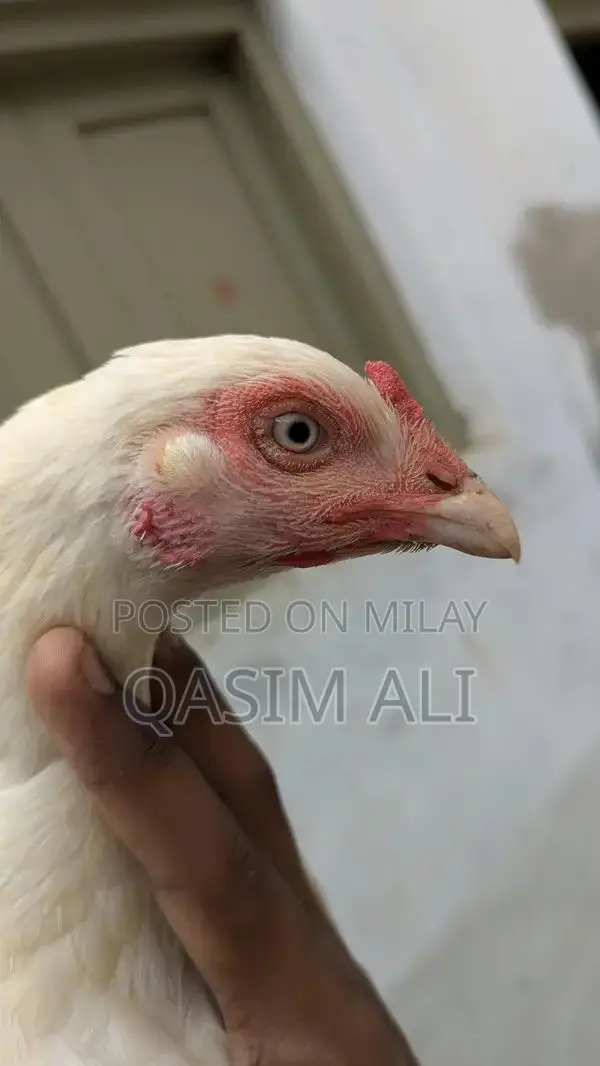 White Paper Madi Chicken Feed Supplement for Poultry Nutrition