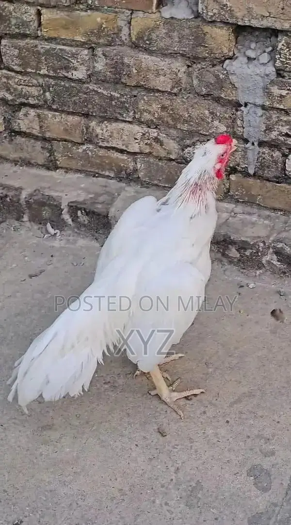 Premium White Hera High-Quality Paper for Professional and Creative Us