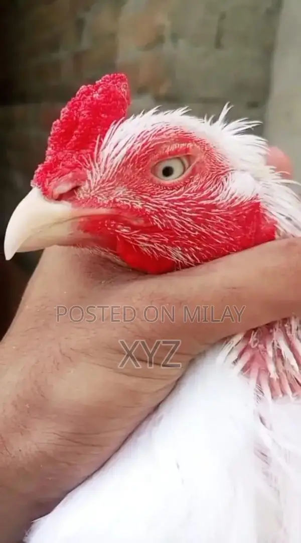 Premium White Hera High-Quality Paper for Professional and Creative Us