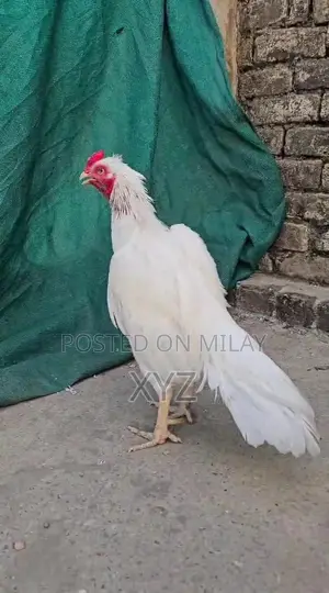 Premium White Hera High-Quality Paper for Professional and Creative Us