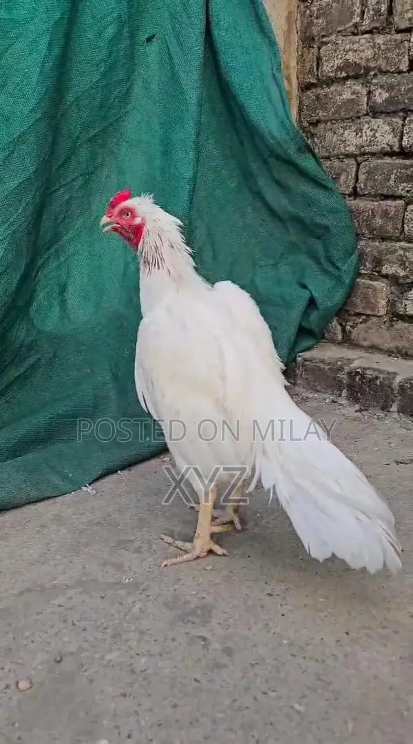 Premium White Hera High-Quality Paper for Professional and Creative Us