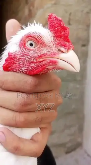 Premium White Hera High-Quality Paper for Professional and Creative Us