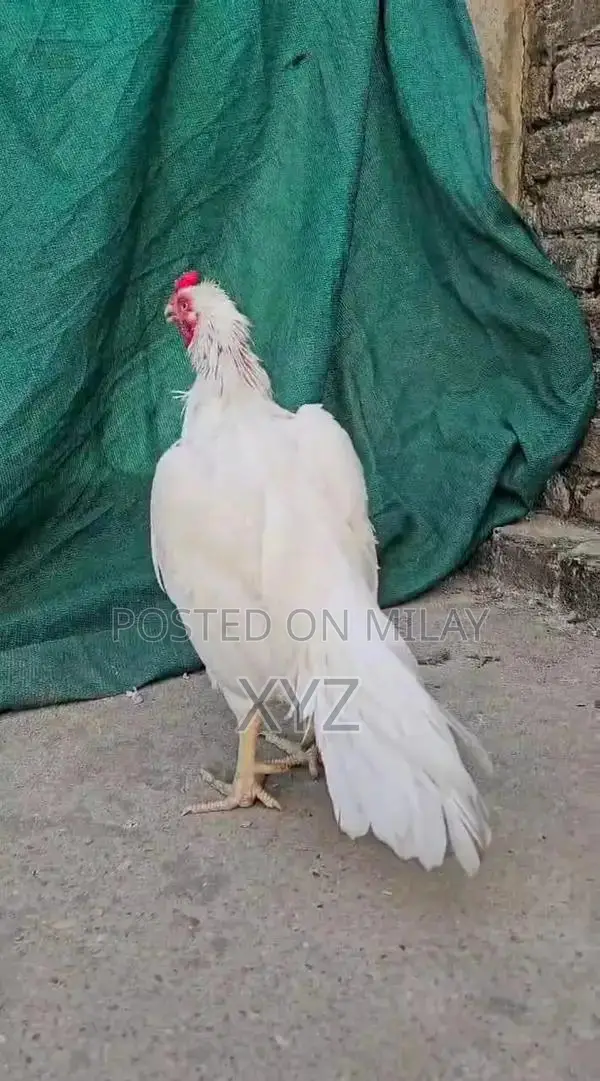 Premium White Hera High-Quality Paper for Professional and Creative Us