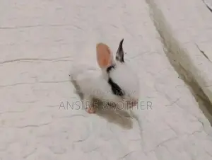 Baby Rabbits - Friendly White and Brown Pets