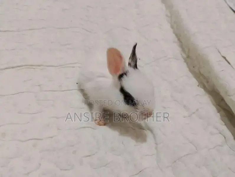 Baby Rabbits - Friendly White and Brown Pets