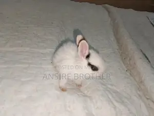 Baby Rabbits - Friendly White and Brown Pets