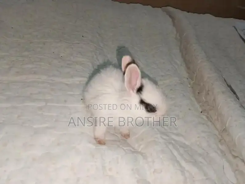 Baby Rabbits - Friendly White and Brown Pets