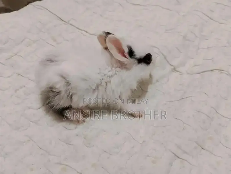 Baby Rabbits - Friendly White and Brown Pets