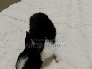 Baby Rabbits - Friendly White and Brown Pets