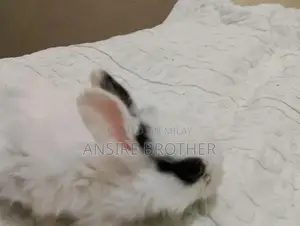 Baby Rabbits - Friendly White and Brown Pets