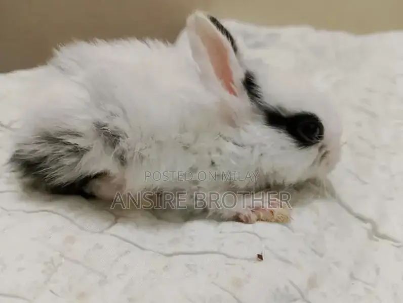 Baby Rabbits - Friendly White and Brown Pets