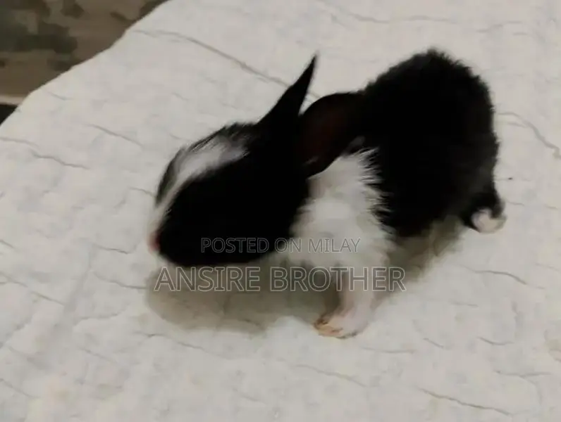 Baby Rabbits - Friendly White and Brown Pets