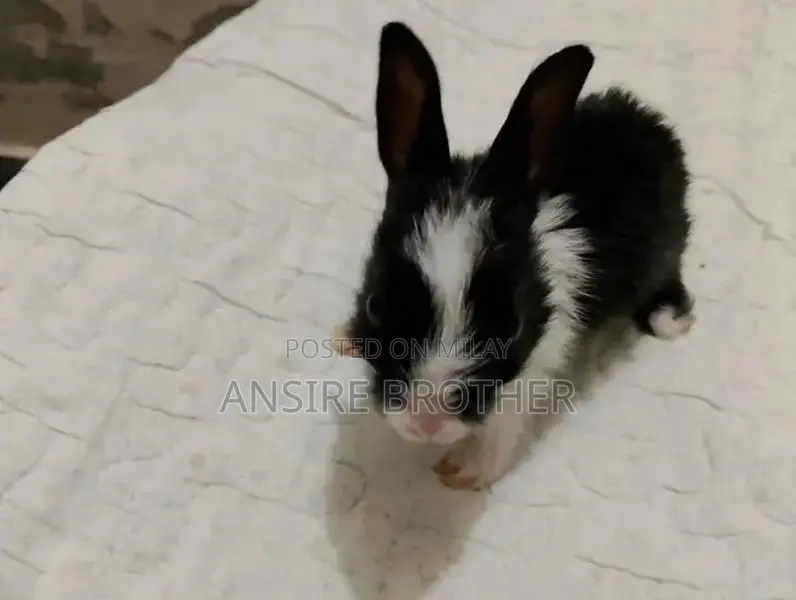 Baby Rabbits - Friendly White and Brown Pets