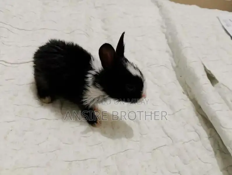Baby Rabbits - Friendly White and Brown Pets