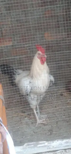 Desi Roosters and Aseel Chickens Mixed Breed Poultry Collection