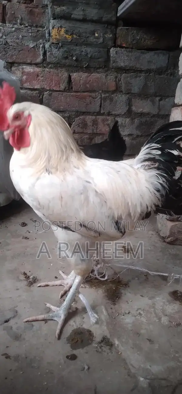 Desi Roosters and Aseel Chickens Mixed Breed Poultry Collection