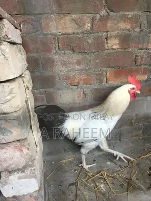 Desi Roosters and Aseel Chickens Mixed Breed Poultry Collection