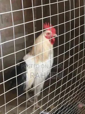 Desi Roosters and Aseel Chickens Mixed Breed Poultry Collection
