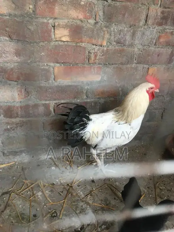 Desi Roosters and Aseel Chickens Mixed Breed Poultry Collection