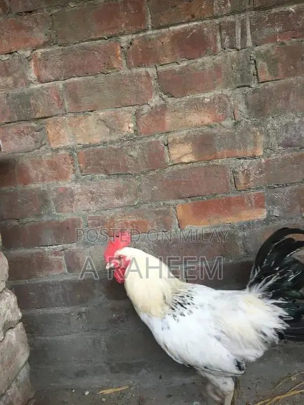 Desi Roosters and Aseel Chickens Mixed Breed Poultry Collection