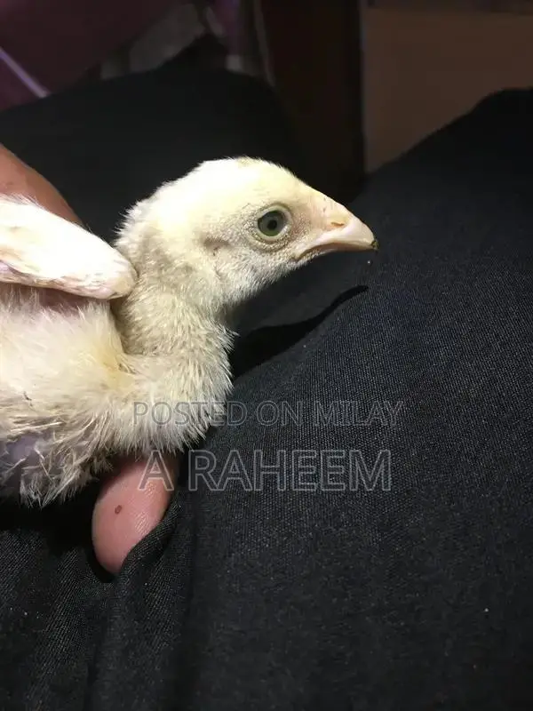 Desi Roosters and Aseel Chickens Mixed Breed Poultry Collection