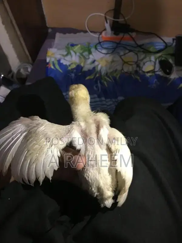 Desi Roosters and Aseel Chickens Mixed Breed Poultry Collection