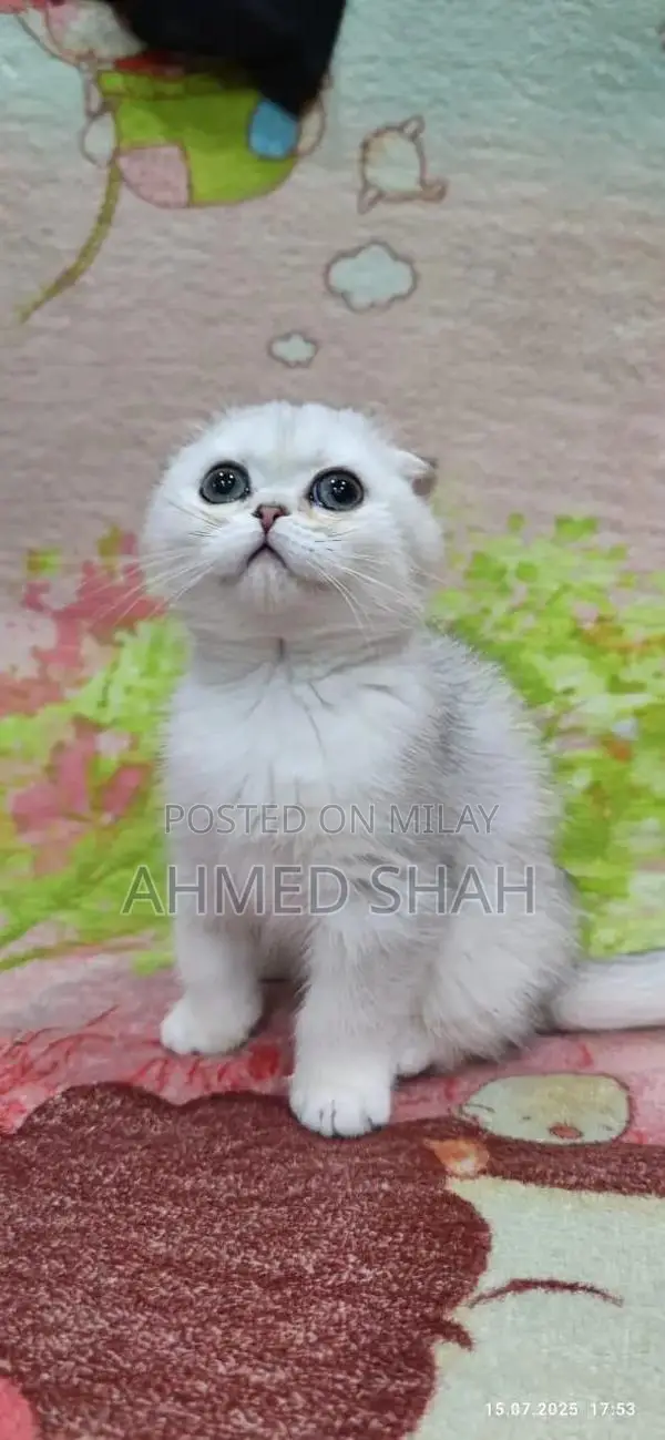 Scottish Fold and British Shorthair Cats - Rare Imported Breed Collect