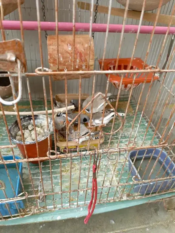 Healthy Finches - 6 Breeding Pairs with Cage Options