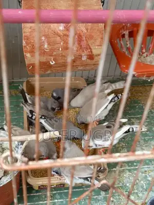 Healthy Finches - 6 Breeding Pairs with Cage Options