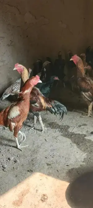 Premium Aseel Chicken - High-Quality Breed for Poultry Enthusiasts