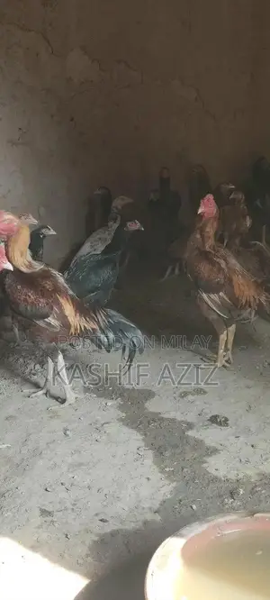 Premium Aseel Chicken - High-Quality Breed for Poultry Enthusiasts