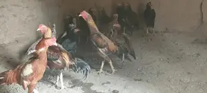 Premium Aseel Chicken - High-Quality Breed for Poultry Enthusiasts