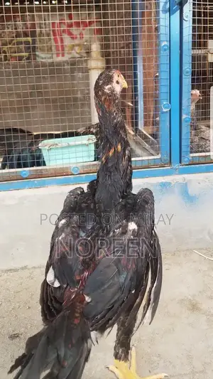 Fresh Home-Bred O Shamoo - Healthy and High-Quality Pet