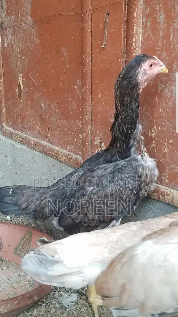 Fresh Home-Bred O Shamoo - Healthy and High-Quality Pet