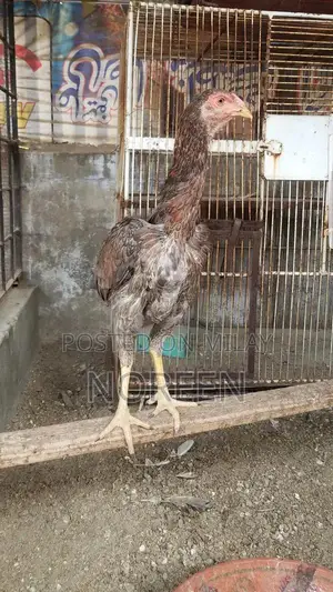 Fresh Home-Bred O Shamoo - Healthy and High-Quality Pet