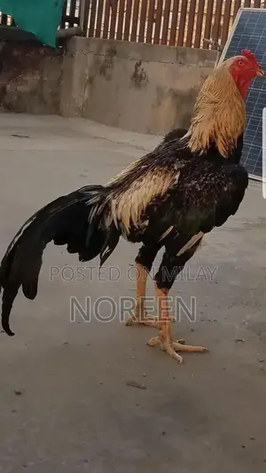 Fresh Home-Bred O Shamoo - Healthy and High-Quality Pet