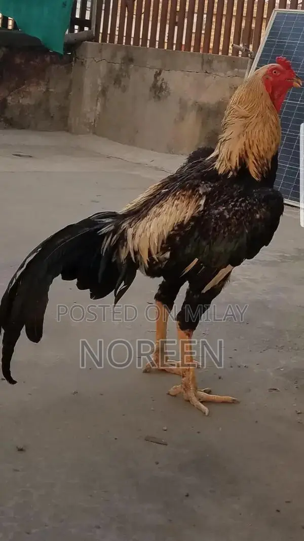 Fresh Home-Bred O Shamoo - Healthy and High-Quality Pet