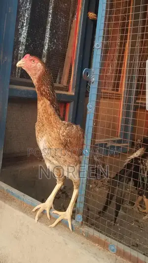 Fresh Home-Bred O Shamoo - Healthy and High-Quality Pet