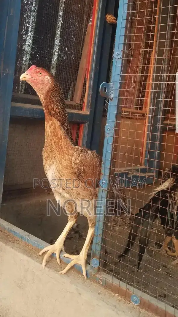 Fresh Home-Bred O Shamoo - Healthy and High-Quality Pet